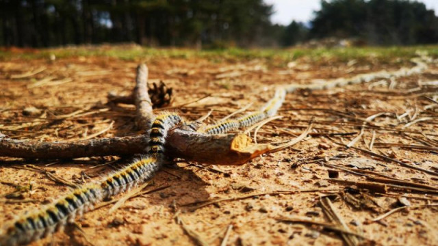 Токсични гъсеници проникват в Северна България